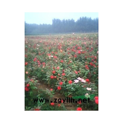 河南供應月季，黃楊種植銷售