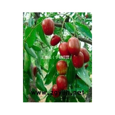 供應雙季國槐苗