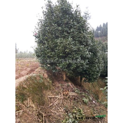 供應10公分精品七星茶花