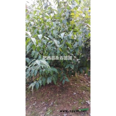 供應5-10桿冠幅3-5米叢生香樟，各種規格香樟2-40公分