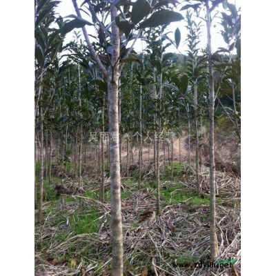 福建省建甌八月桂