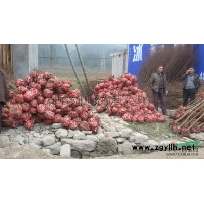 紫薇圖片\紫薇報價