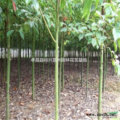 湖北孝昌大量批發(fā)原生3公分香樟香 樟木樹 園林綠化 香樟苗木