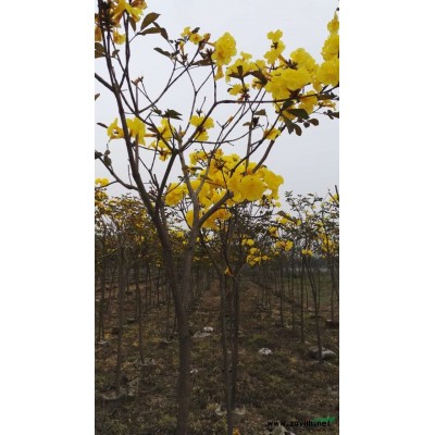 黃花風鈴木、、紅花風鈴木、日本大福木棉