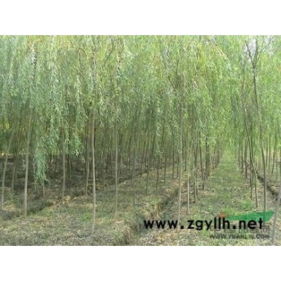 蜀檜-瓜子黃楊-小龍柏-直升龍柏-紅葉小檗-金葉女貞-紅瑞木