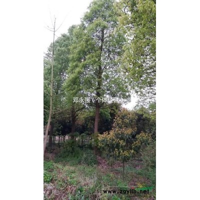 20-30cm熟貨香樟、7-10cm銀杏低價出售