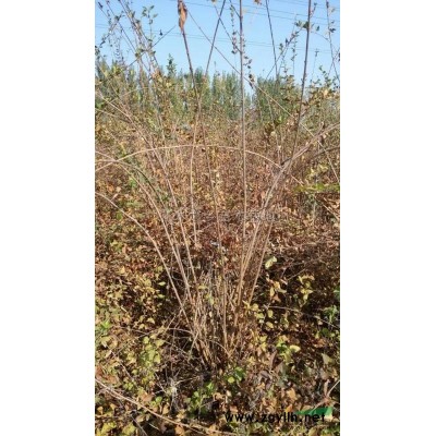 法桐行情報價\法桐圖片展示