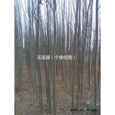 出售、供應新疆楊（含報價）