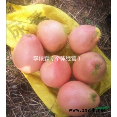 平和興紅盛三紅蜜柚苗，規格好品種純正