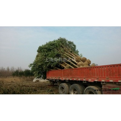 2015年上海供應(yīng)2-10公分女貞，批發(fā)2-10公分女貞