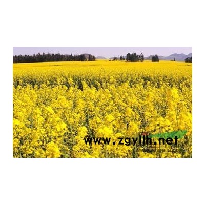 重慶景觀花木大型喬木桂花黃桷樹銀杏樹重楊木 苗場直銷