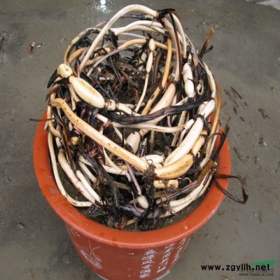 阿蓮品牌 覆盆子 新鮮 覆盆子種子 現(xiàn)買現(xiàn)挖 特價促銷 小苗