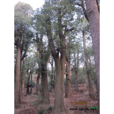 長年提供香樟樹，品質優，規格*