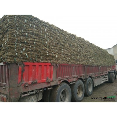 鎮江草坪批發，選擇沙培果嶺草草坪請到句容坪之都草坪基地