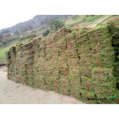 湖南郴州大量供應(yīng)紅葉石楠