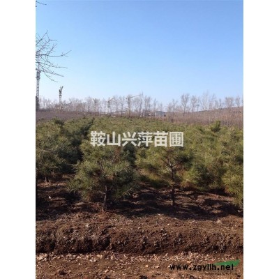 供應(yīng)松樹、云杉