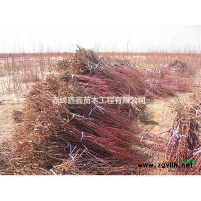 紅柳 文冠果 檸條 沙棘苗 嫁接金葉榆