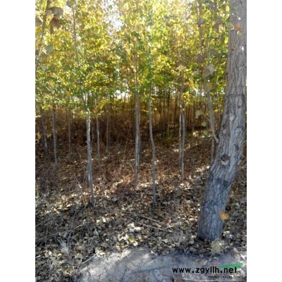 內(nèi)蒙古巴彥淖爾供應(yīng)3一5公分垂柳