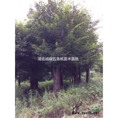 供應12公分五角楓 湖北隨州