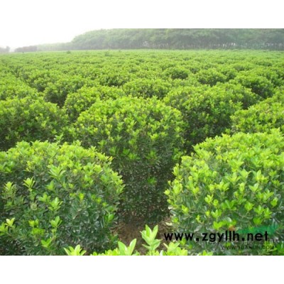 苗圃直售：塔柏，蜀檜，北京檜，大小葉黃楊，紅葉小檗，金邊黃楊