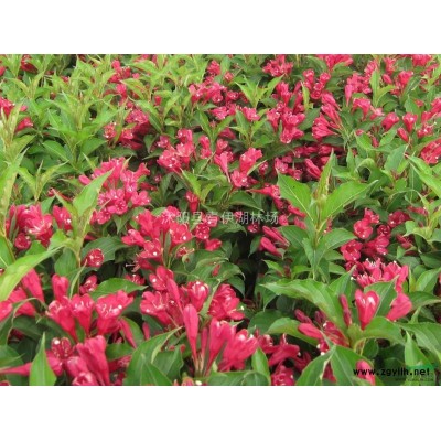 供應紅瑞木、棣棠、法國冬青、龜甲冬青、劍麻