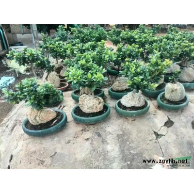 福建15公分小葉榕，福建15-40-60公分小葉榕移栽綠化樹