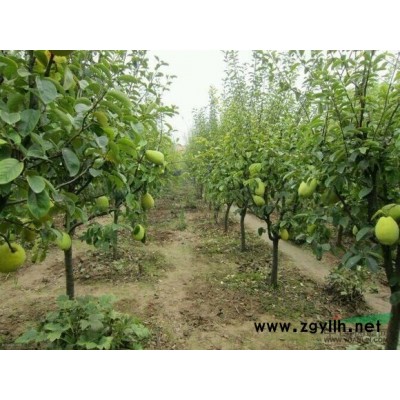 木瓜樹供應商 木瓜樹價格