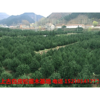 各種規格白皮松 （陜西藍田）
