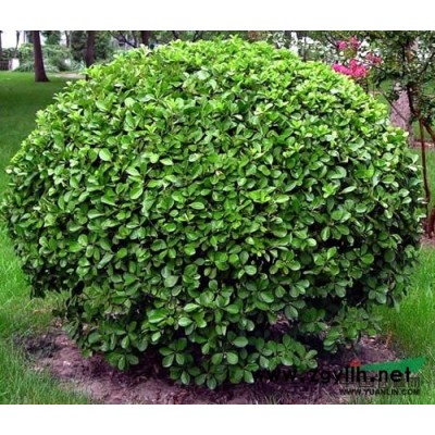 P100-P120無刺構骨球