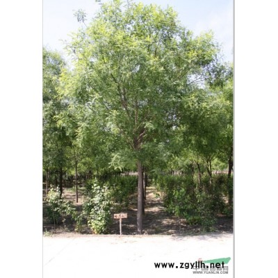 大量出售 金銀木-北京綠蘆園苗圃