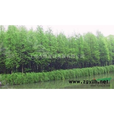 中山杉-中山杉容器苗-中山杉土球苗-中山杉栽培咨詢，上海