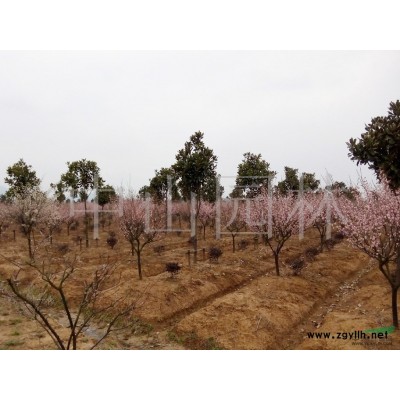 供應精品綠梅“綠萼”系列各規格現貨銷售