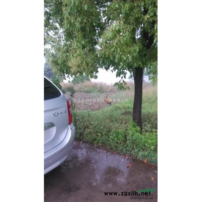 20-25公分大香樟樹(shù)處理