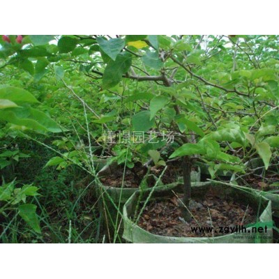 四季紅三角梅  3000棵  自家苗圃種植