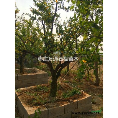 批發嫁接石榴樹苗木|出售石榴樹|石榴樹價格