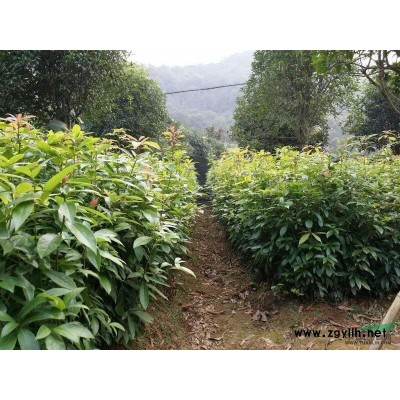 湖北金絲楠木小苗楨楠小苗