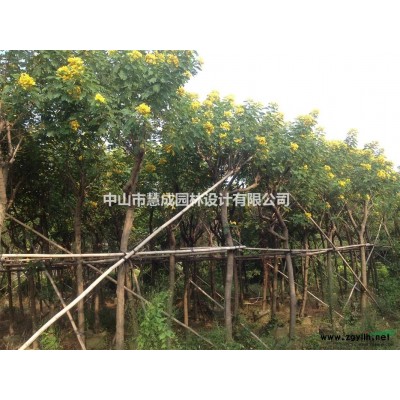 主營紅花紫荊，小葉欖仁、鳳凰木、藍花楹、黃槐、盆架子、小葉榕