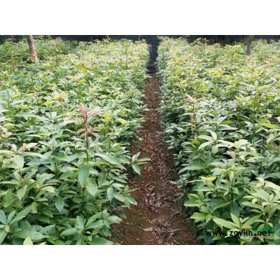 湖北金絲楠木樹(shù)苗四川金絲楠木樹(shù)苗