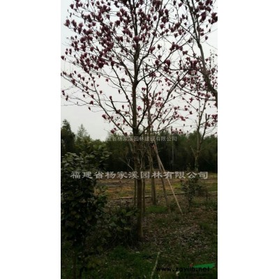 紅葉石楠長期大量供應(yīng) 紅葉石楠苗圃基地直供 價格優(yōu)惠
