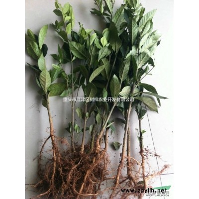 地徑0.6cm以上欒樹小苗大批量低價供應  綠化苗木基地