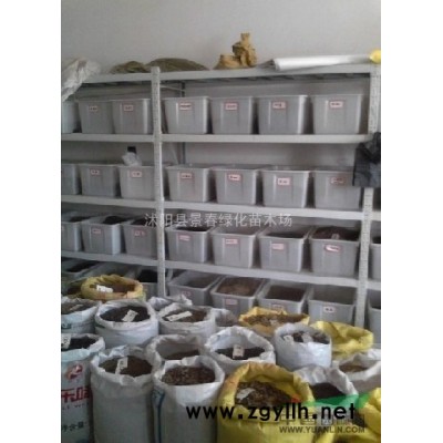 大量批發檜柏，河南檜柏，北京檜柏苗