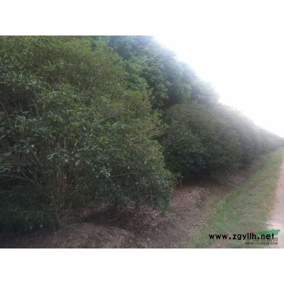 上海地區(qū)供應(yīng)雪松15-30公分