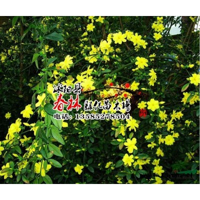 百日草花種子批發公斤混四季播易種步步高花卉種子春季種百日菊花行情報價\百日草花種子批發公斤混四季播易種步步高花卉種子春季種百日菊花圖片展示