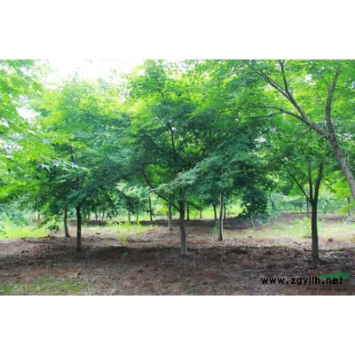 直徑24公分扶芳藤