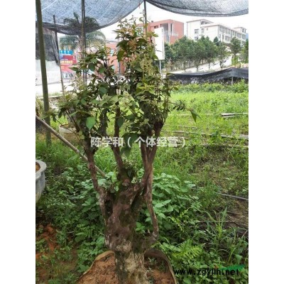 福建供應1-12公分竹柏