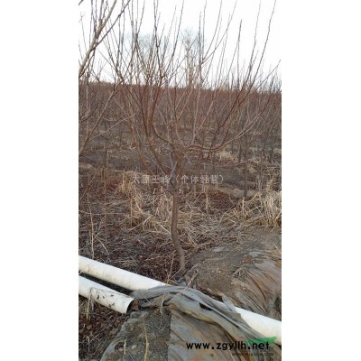 出售太陽李、杜干榆葉梅