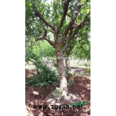 供應3公分石榴樹苗、花石榴樹、果石榴樹、