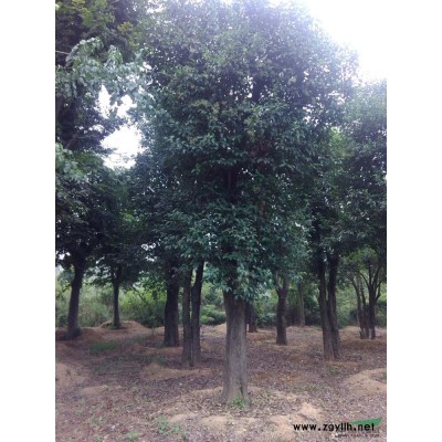 湖北紫薇16*新報價/紫薇16圖片