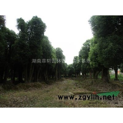 湖南桂輝苗木基地2-12桿香樟樹供應