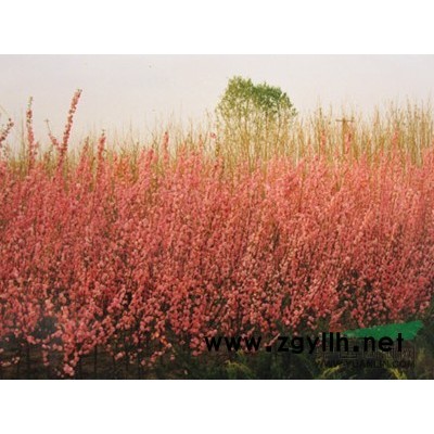 江蘇珍珠梅  沭陽珍珠梅